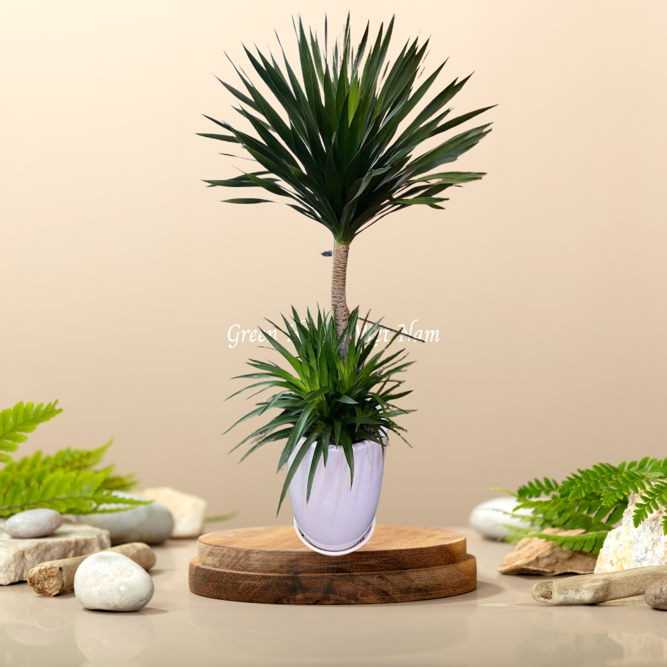 Cây Phát Tài Núi Hai Tầng